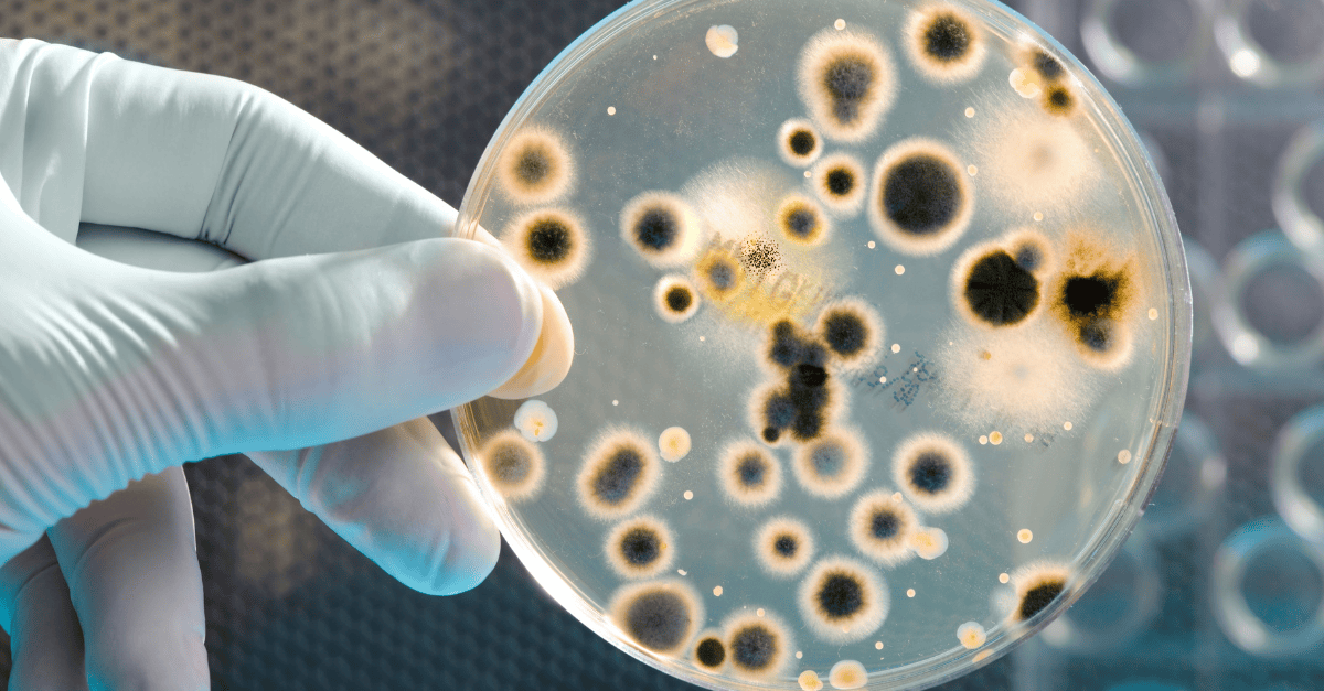 Biodegrading Unsaturated Polyesters